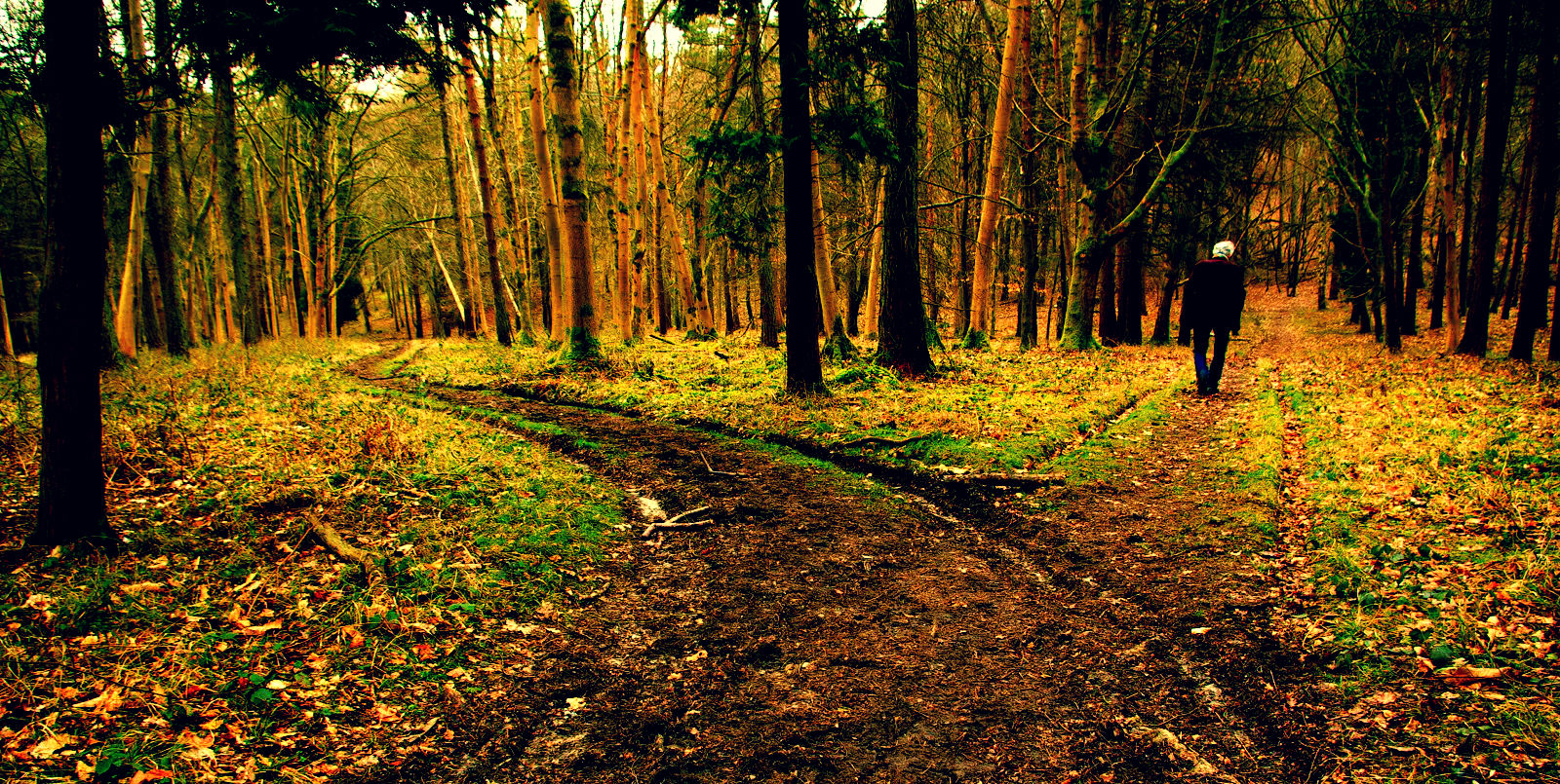 road-not-taken
