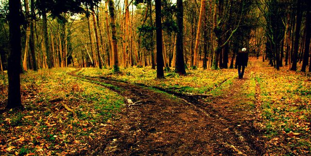road-not-taken