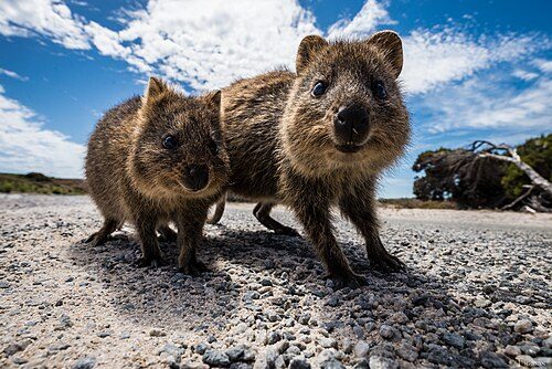 Quokkas